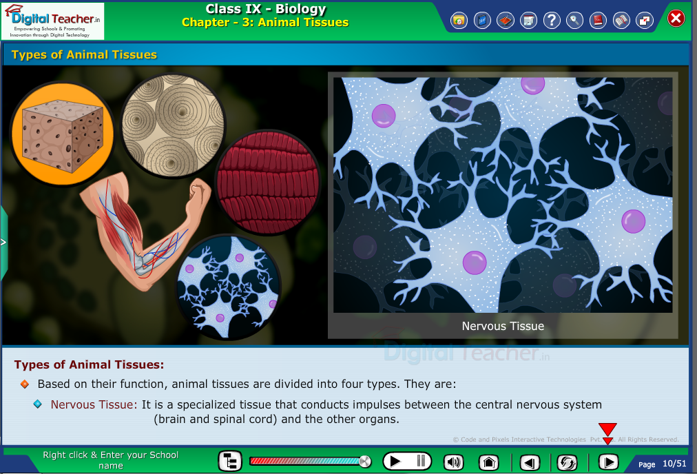 Digital teacher smart class representation on different types of animal tissues - smart class