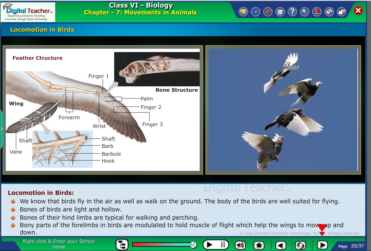 Digital teacher smart class locomotion in birds