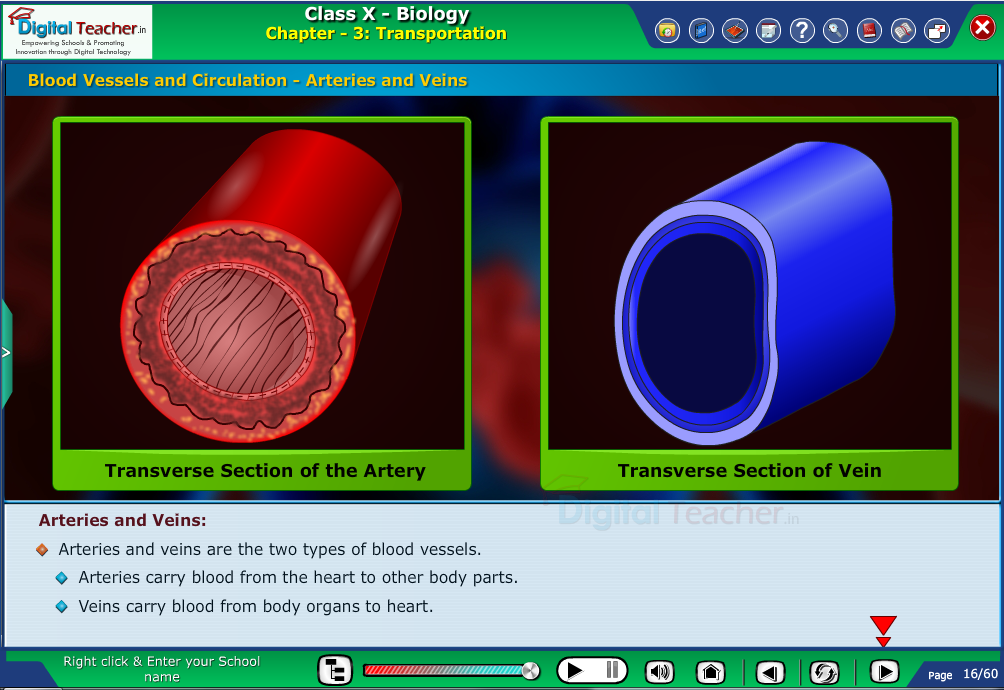 Digital teacher smart class representation on blood vessels and circulations