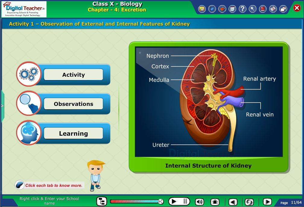 Digital teacher smart class explanation on internal and external features of kidney