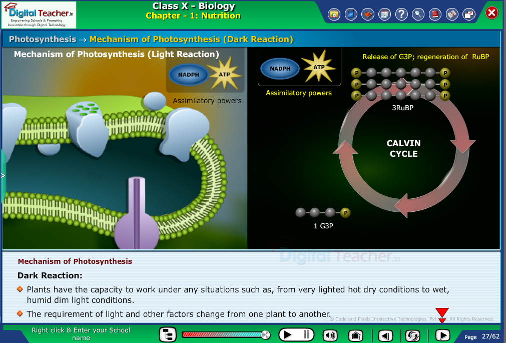 Digital teacher smart class representation on photosynthesis mechanism,dark and light reaction