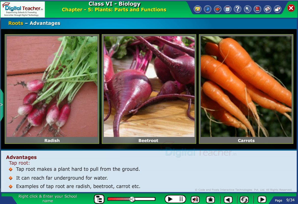 Digital teacher smart class about advantages of root vegetables like carrots & beetroots