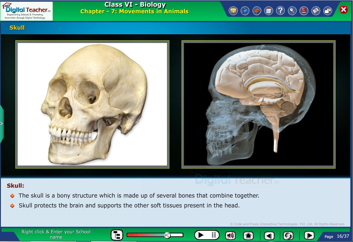 Digital teacher smart class about skull of the human being