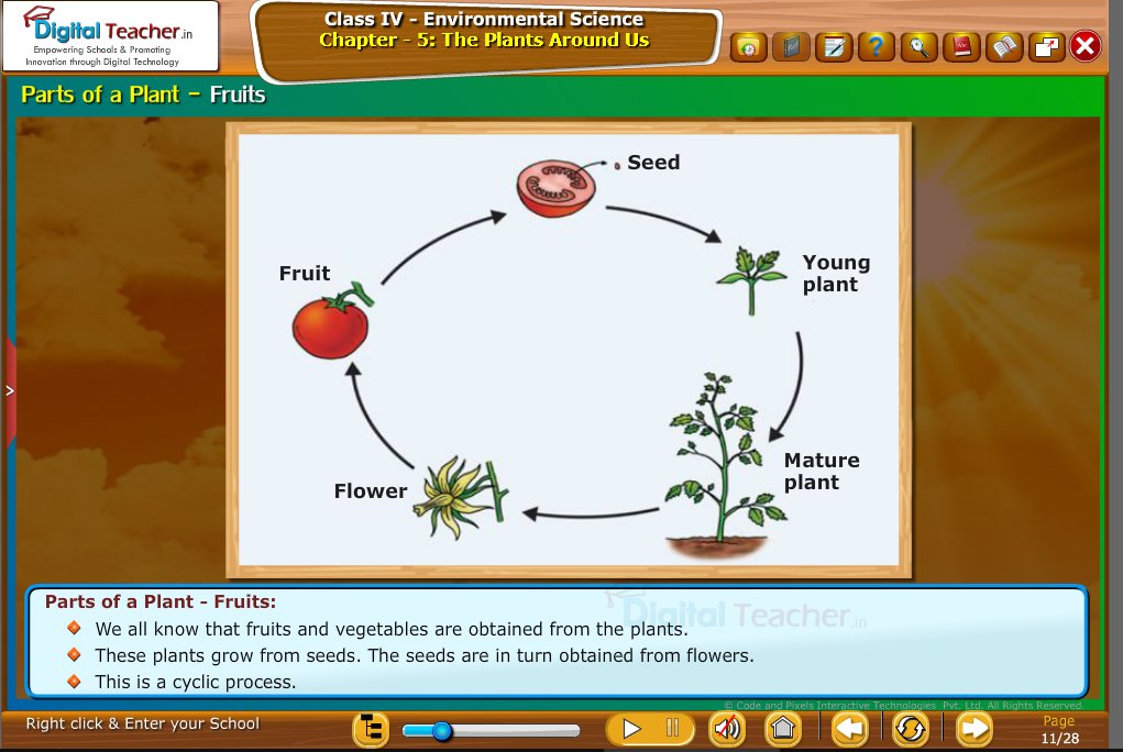 prats of plant--fruits