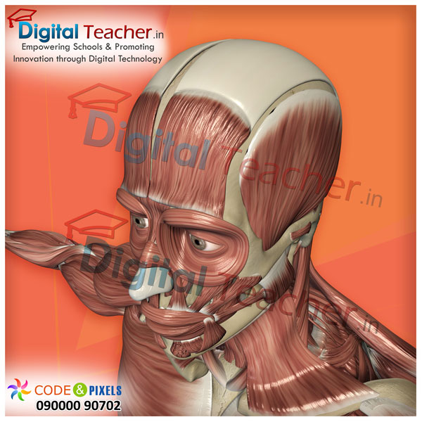 Digital teacher smart class on flesh construction of upper part of the body