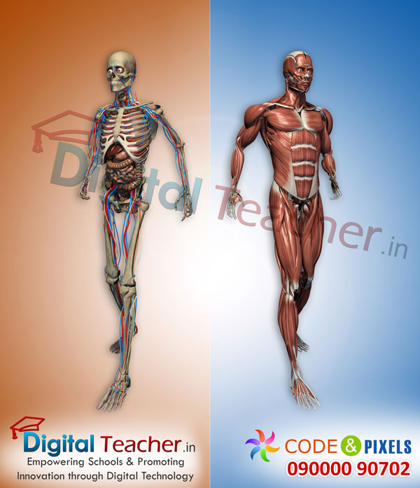 Digital teacher smart class on inner and outer structure of human body