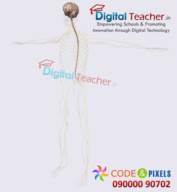 Digital teacher smart class on brain with spinal cord anatomy