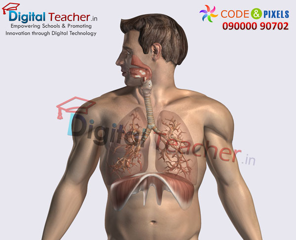 Digital teacher smart class on connection of human lungs to the human body