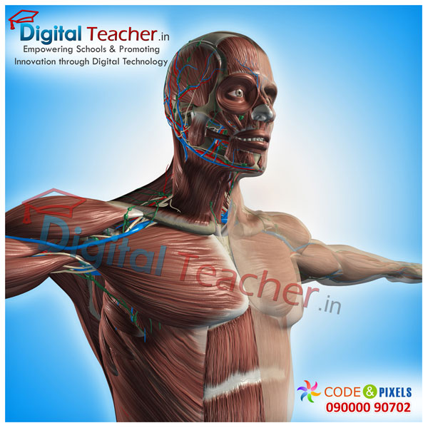 Digital teacher smart class on connection of veins of the human body