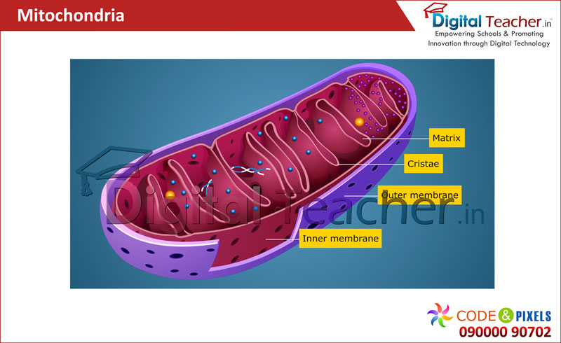 Digital teacher smart class about mitochondria and its inner and outer membrane.