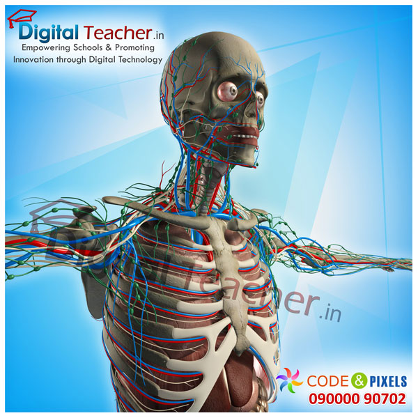 Digital teacher smart class on inner structure of flow of veins in the body
