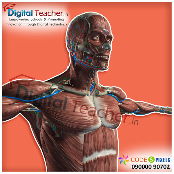 Digital teacher smart class on flow of veins on upper part of the body