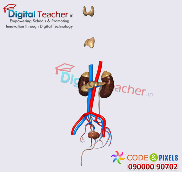 Digital teacher smart class on various glands in human body