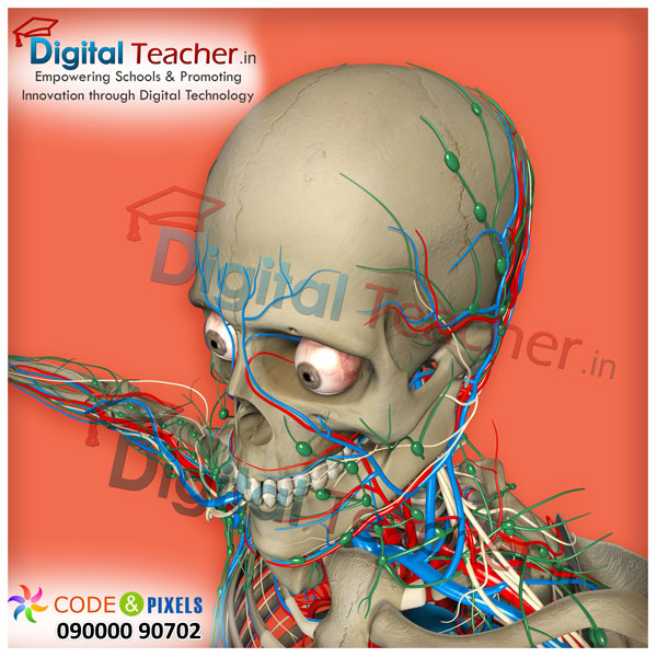 Digital teacher smart class on inner structure of human head