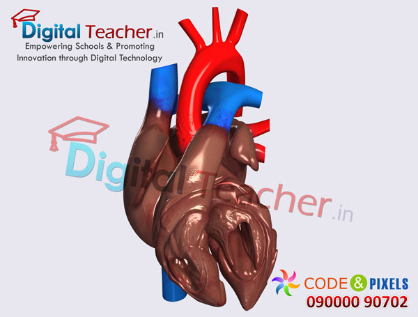 Digital teacher smart class on inner structure of human heart
