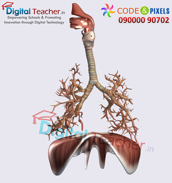 Digital teacher smart class on inner structure anatomy of human lungs