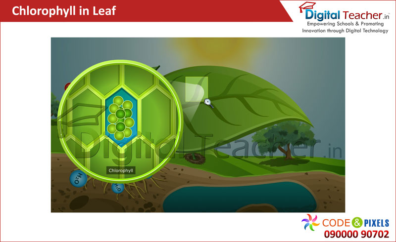 Digital Teacher explains about Chlorophyll in Leaf