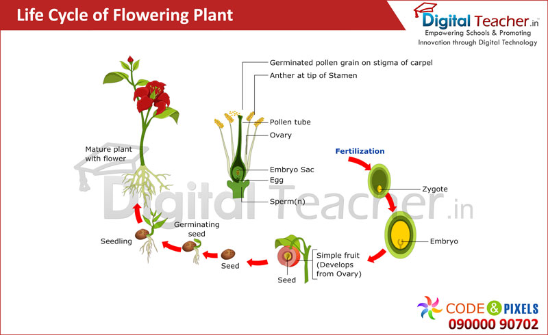 Digital teacher smart class about life cycle of flower plant.