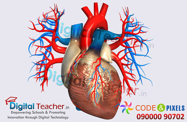 Digital teacher smart class on outer structure of human heart