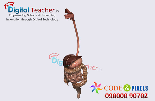 Digital teacher smart class on outline structure of human digestive system