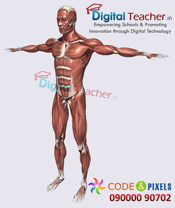 Digital teacher smart class on outline of human body