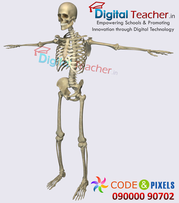 Digital teacher smart class on outline of human skeleton