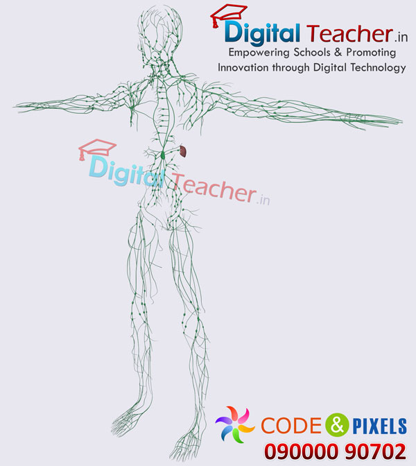Digital teacher smart class on outline of veins connections in human anatomy