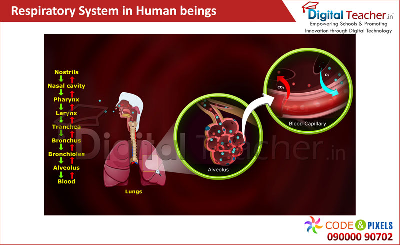 Digital teacher smart class about respiratory system in human.