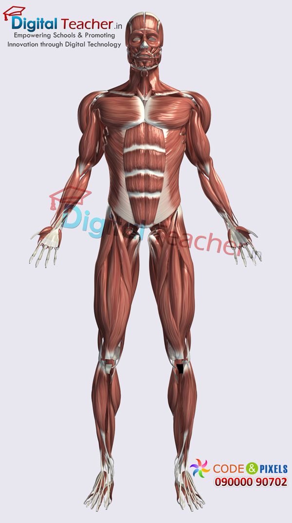 Digital teacher smart class on structure of human body behind the skin