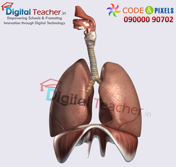 Digital teacher smart class on structure of human lungs