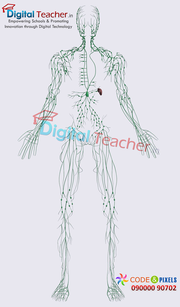 Digital teacher smart class on structure of veins in human body