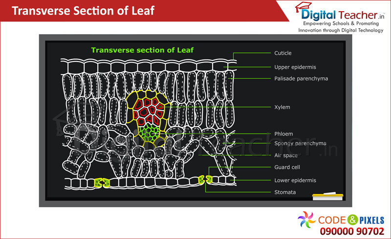 Digital teacher smart class about transverse section of leaf.