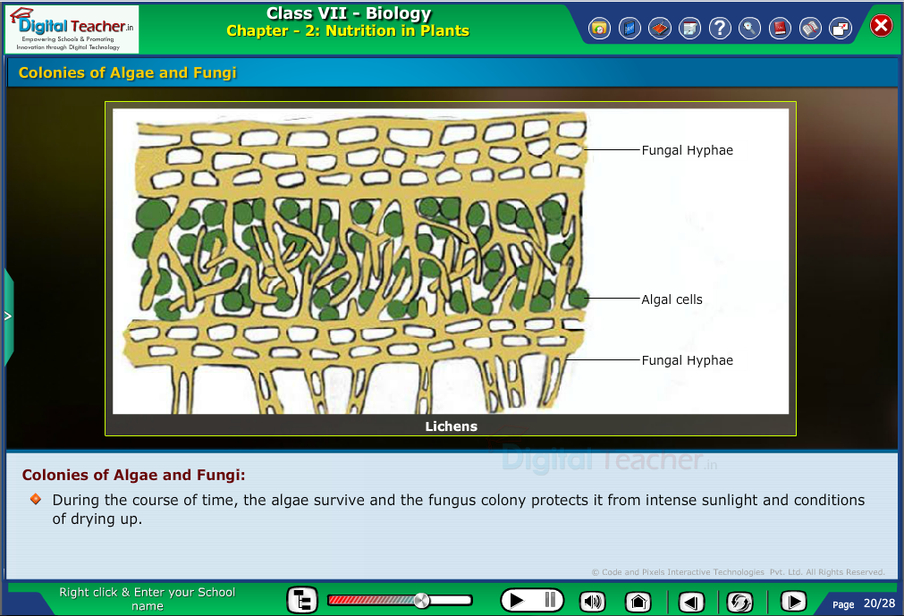 Digital teacher smart class about colonies of algae and fungi