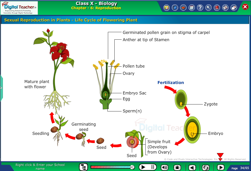 Digital teacher smart class representation on life cycle of flowering plant