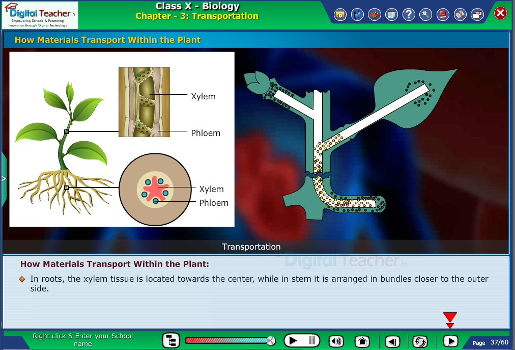 Digital teacher smart class representation on elements transportation within the plant