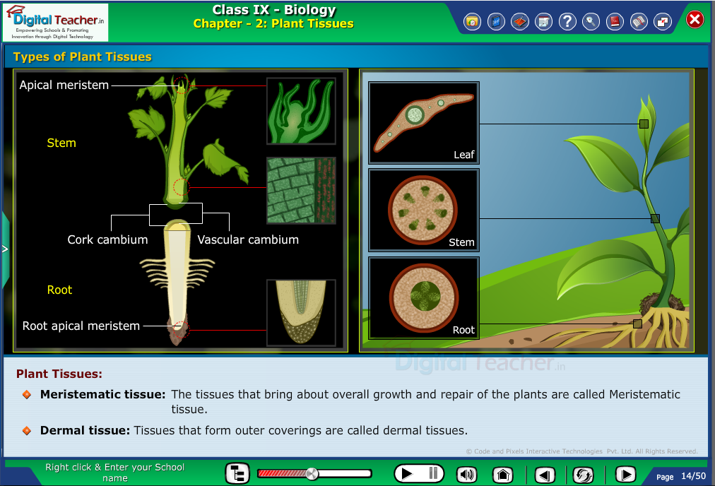 Digital teacher smart class representation on different types of plant tissues - smart class