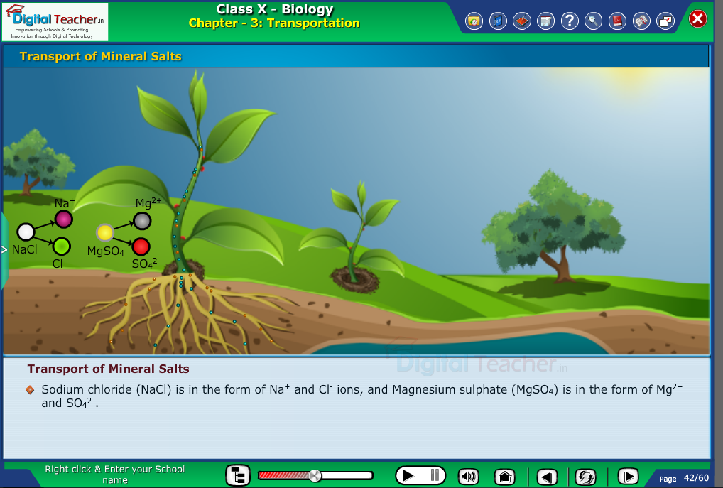 Digital teacher smart class representation on transportation of mineral salts from earth to plants