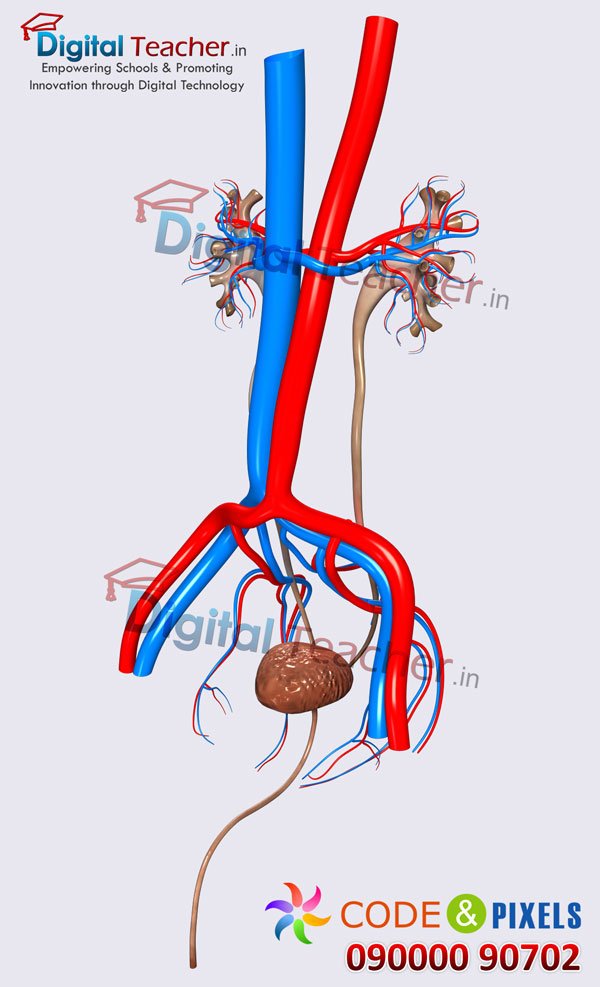 Digital teacher smart class on blood flow to human kidneys