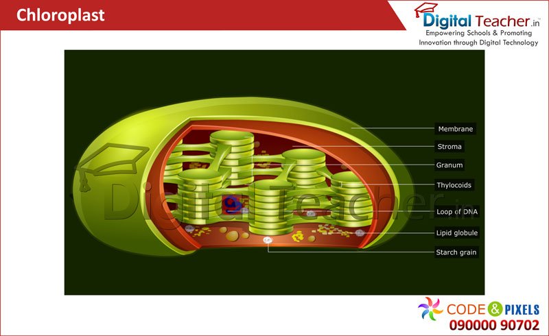 Explanation about Chloroplast | Digital Teacher