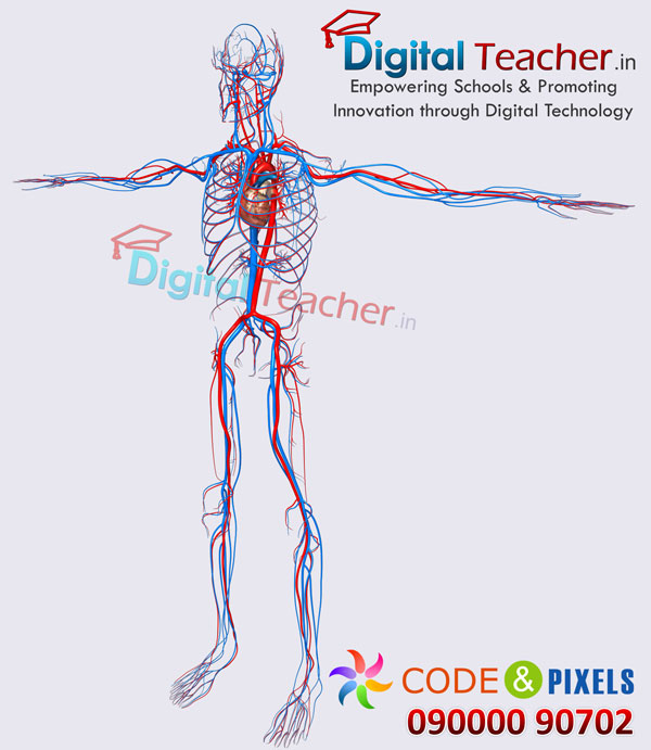 Digital teacher smart class on circulatory system in human anatomy
