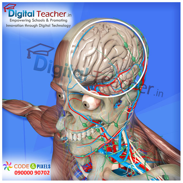 Digital teacher smart class on connection of veins to the human brain