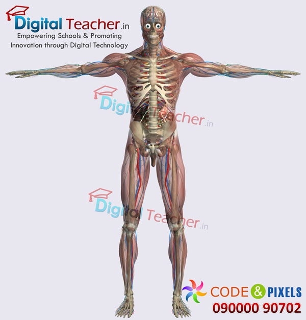 Digital teacher smart class on anatomy of inner parts of human body