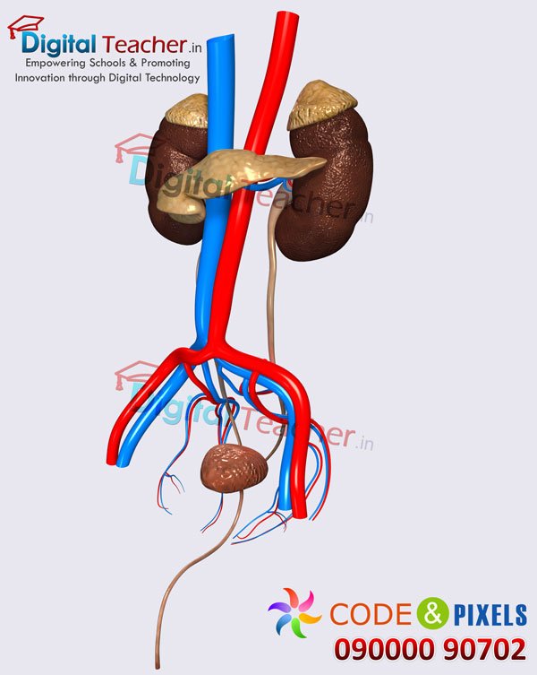 Digital teacher smart class on outer structure of human kidneys