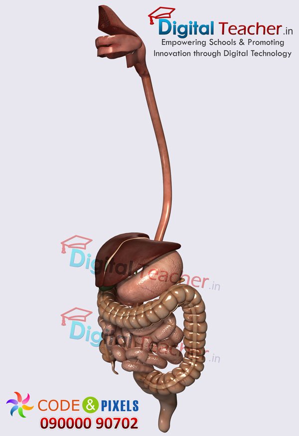 Digital teacher smart class on outline of human digestive system