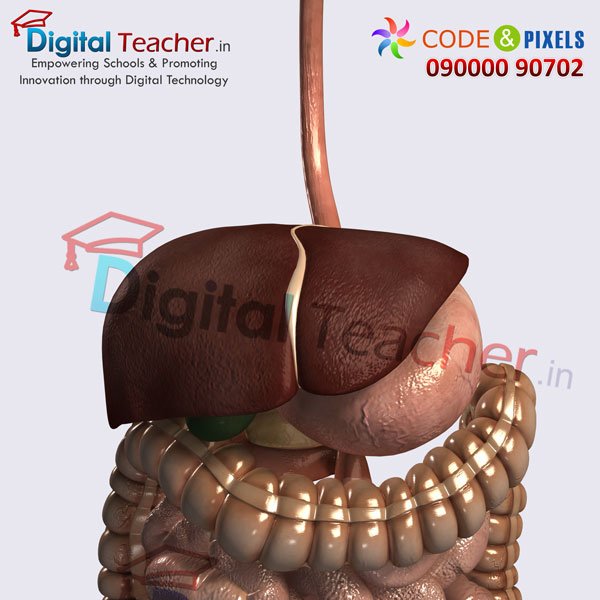 Digital teacher smart class on parts of Abdomen