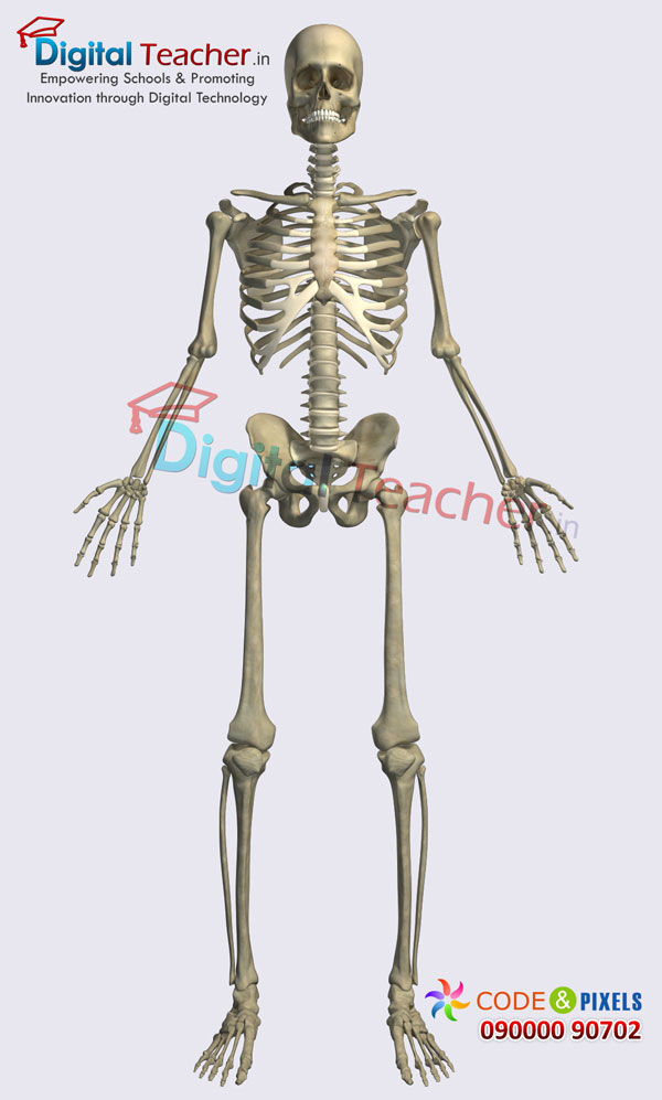 Digital teacher smart class on skeleton of human body