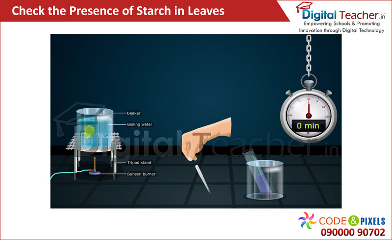 Digital teacher explains about precence of starch in leaves.